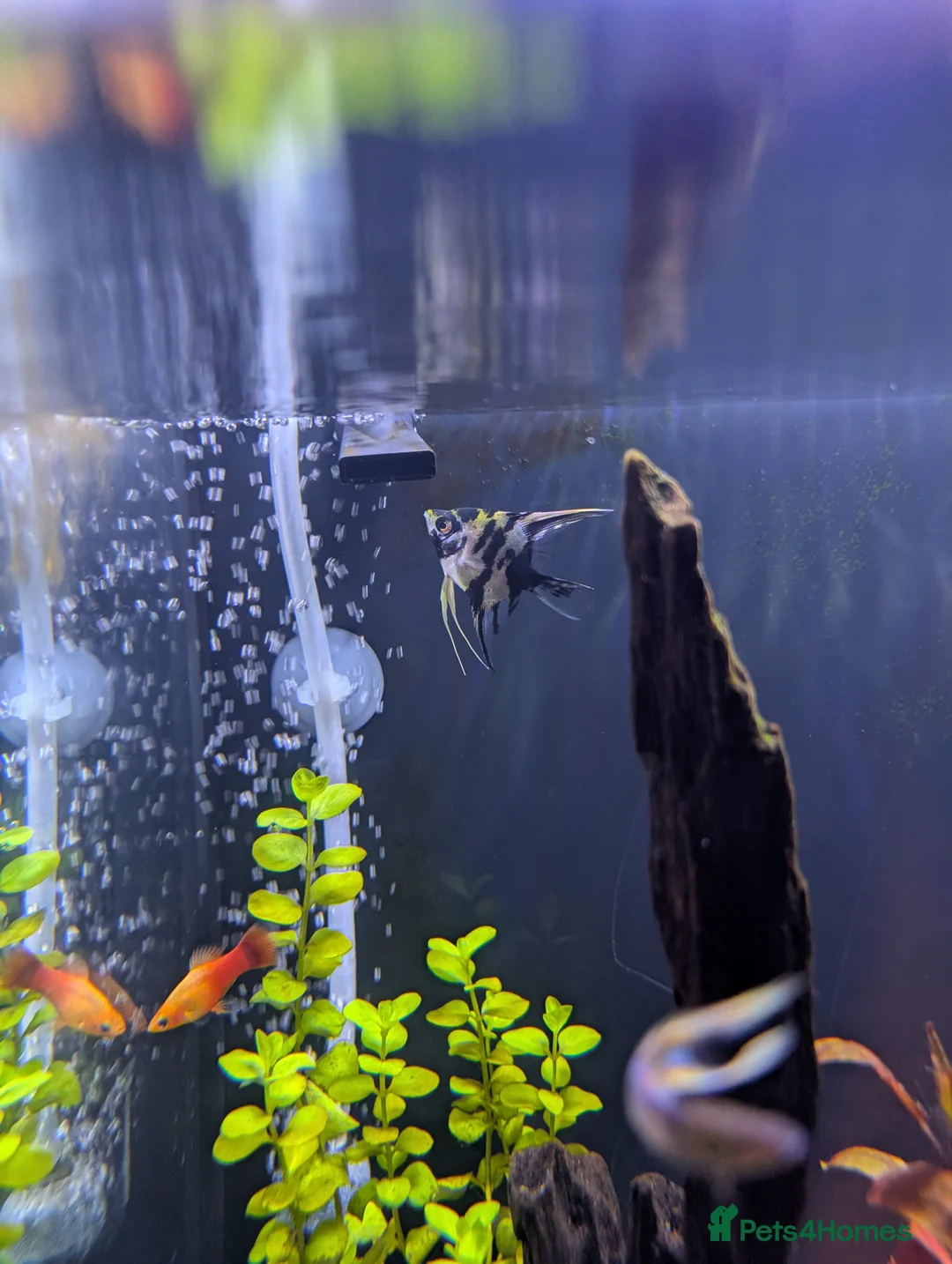 Angelfish fish for sale: A pair of Angel fish for sale  in Wigan - Advert 3