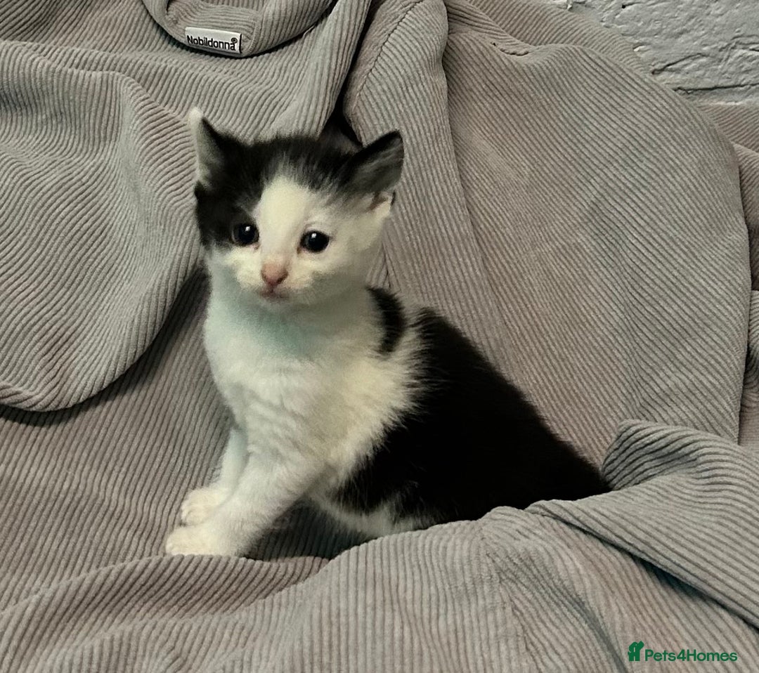Mixed Breed cats for sale: READY TO GO 🫶 Three beautiful kittens left 🫶 - Image 9