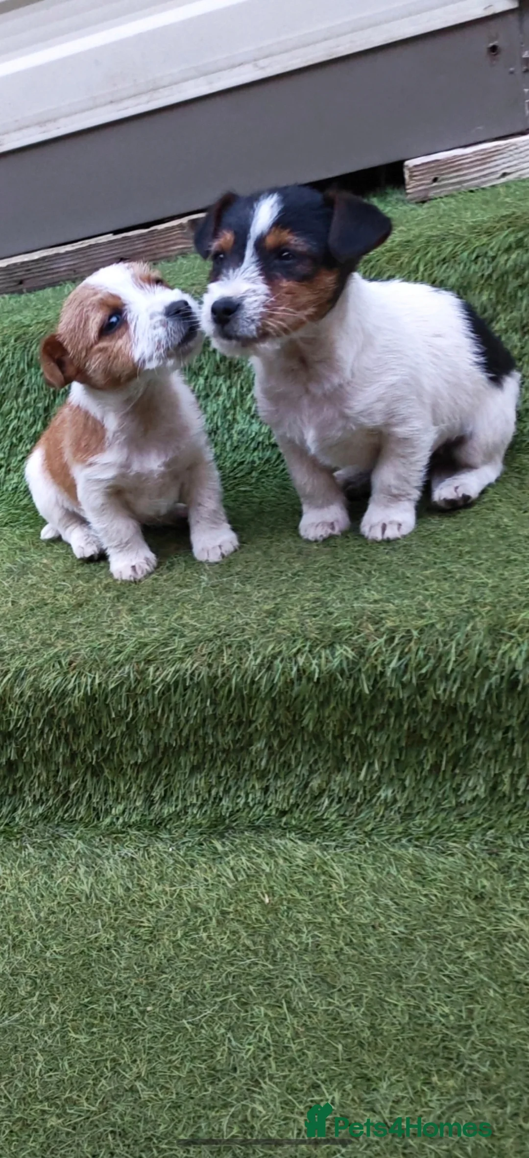Jack Russell dogs for sale: Jack Russel puppies  - Advert 2
