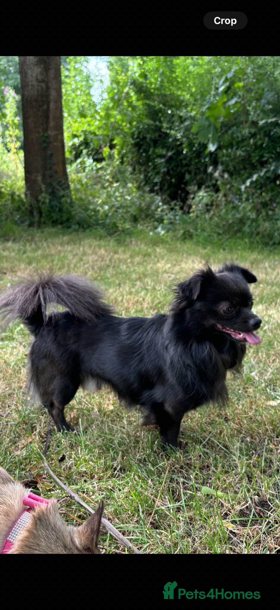 Chihuahua dogs Elvis is in the building and looking for ladies.  - Advert 2