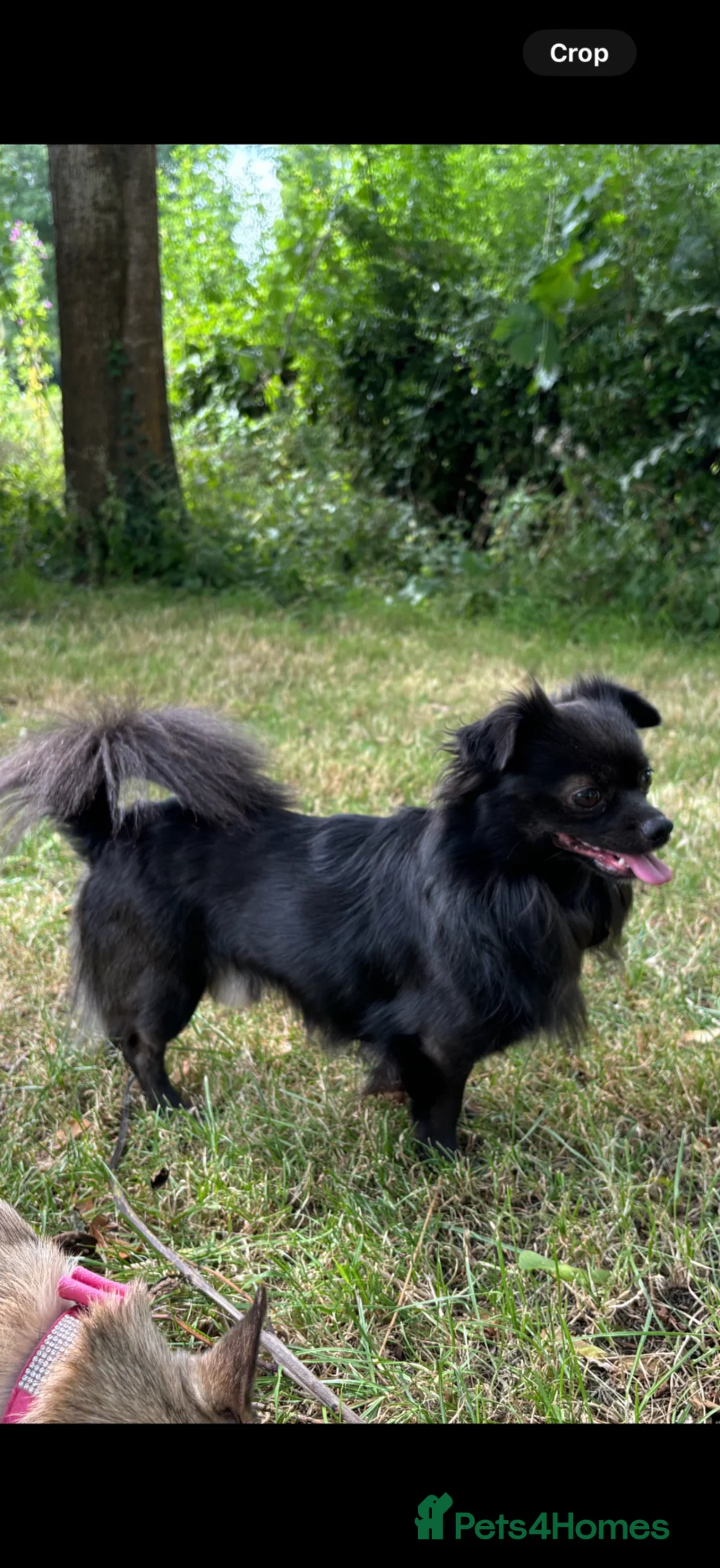 Chihuahua dogs for stud: Elvis is in the building and looking for ladies.  - Advert 1