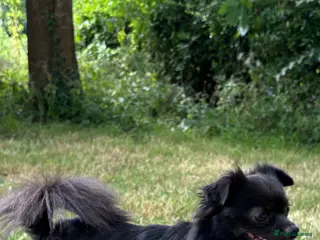 Chihuahua dogs Elvis is in the building and looking for ladies. - Advert 2