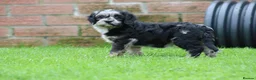 Cavapoo dogs for sale: Beautiful Cavapoo puppies for sale - Advert 11