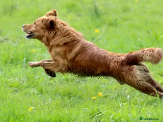 Golden Retriever dogs EXTENSIVELY HEALTH TESTED FOX RED. - Advert 1