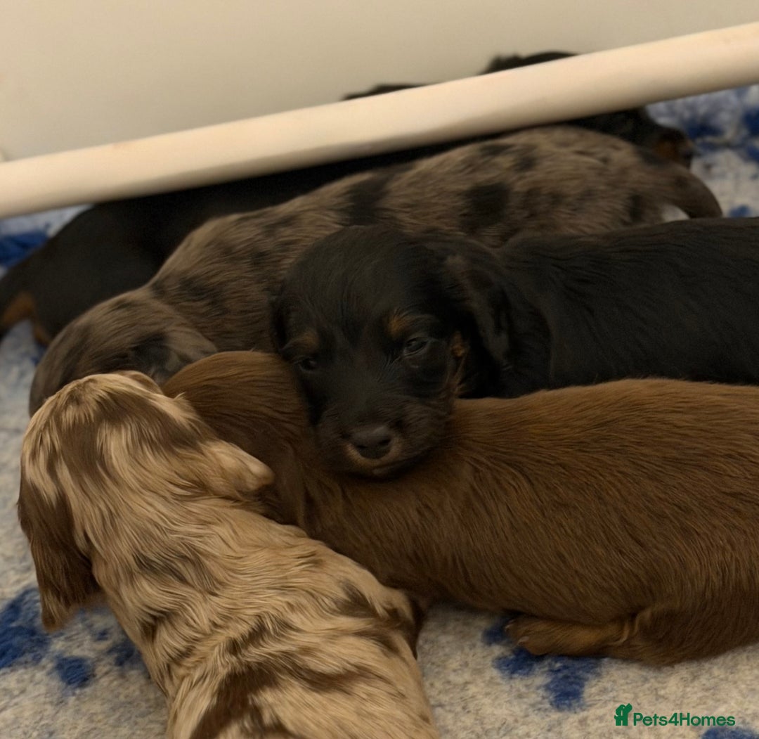 Dachshund dogs for stud: Standard Silver Dapple Long Haired Dachshund Stud in Bishop Auckland - Advert 22