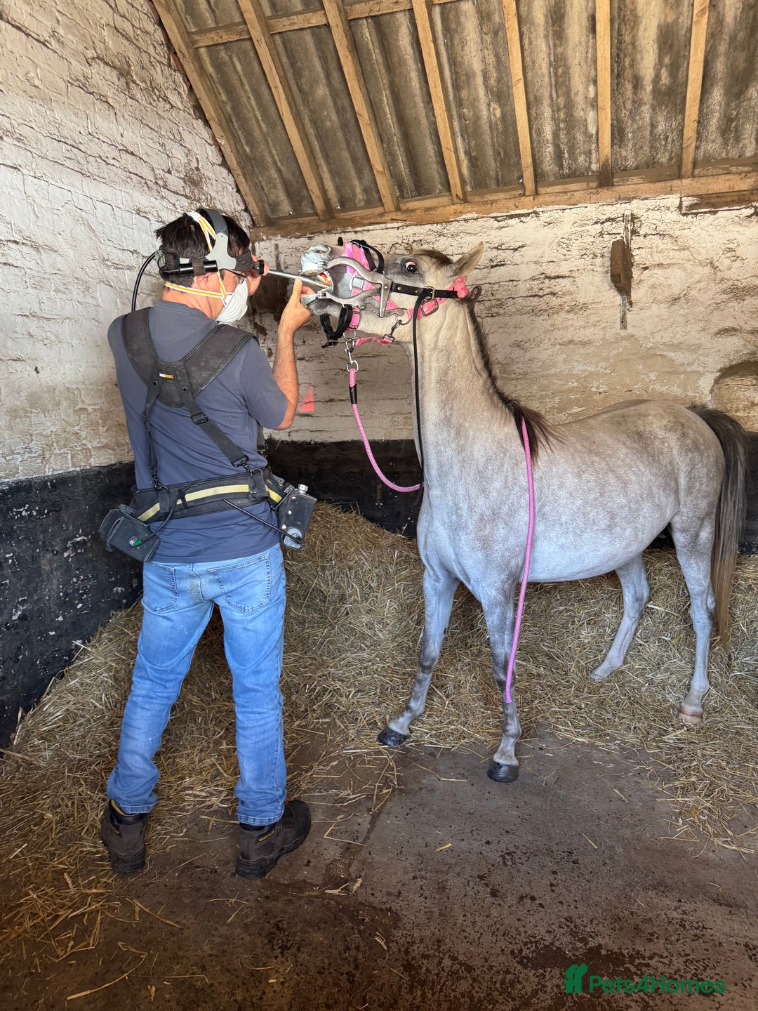 Welsh Section B horses for sale: 12.2 Welsh B Mare  - Image 3