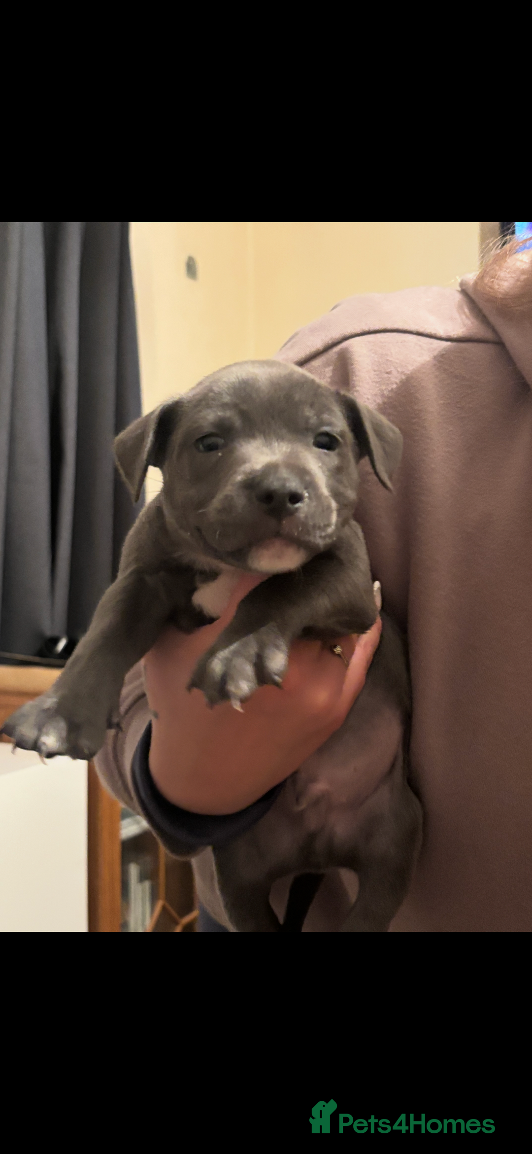 Staffordshire Bull Terrier dogs for sale: Staffy puppies  - Advert 3