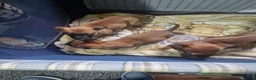 Belgian Shepherd Dog dogs for sale: Belgian Malinois Puppies Strong Working Bloodline - Advert 4