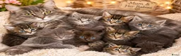 Maine Coon cats for sale: Stunning Maine Coon X Kittens. Ready now. in Ferndown - Advert 1