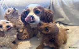 Cavapoo dogs for sale: Health tested cavapoo puppies - Image 3