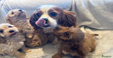Cavapoo dogs - Advert 9
