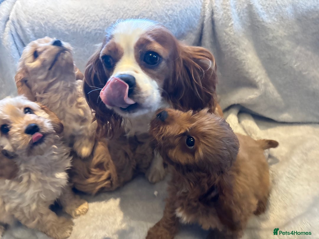 Cavapoo dogs for sale: Health tested cavapoo puppies - Image 3