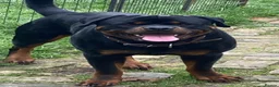 Rottweiler dogs for sale: Three gorgeous Rottweiler Girls - Advert 2