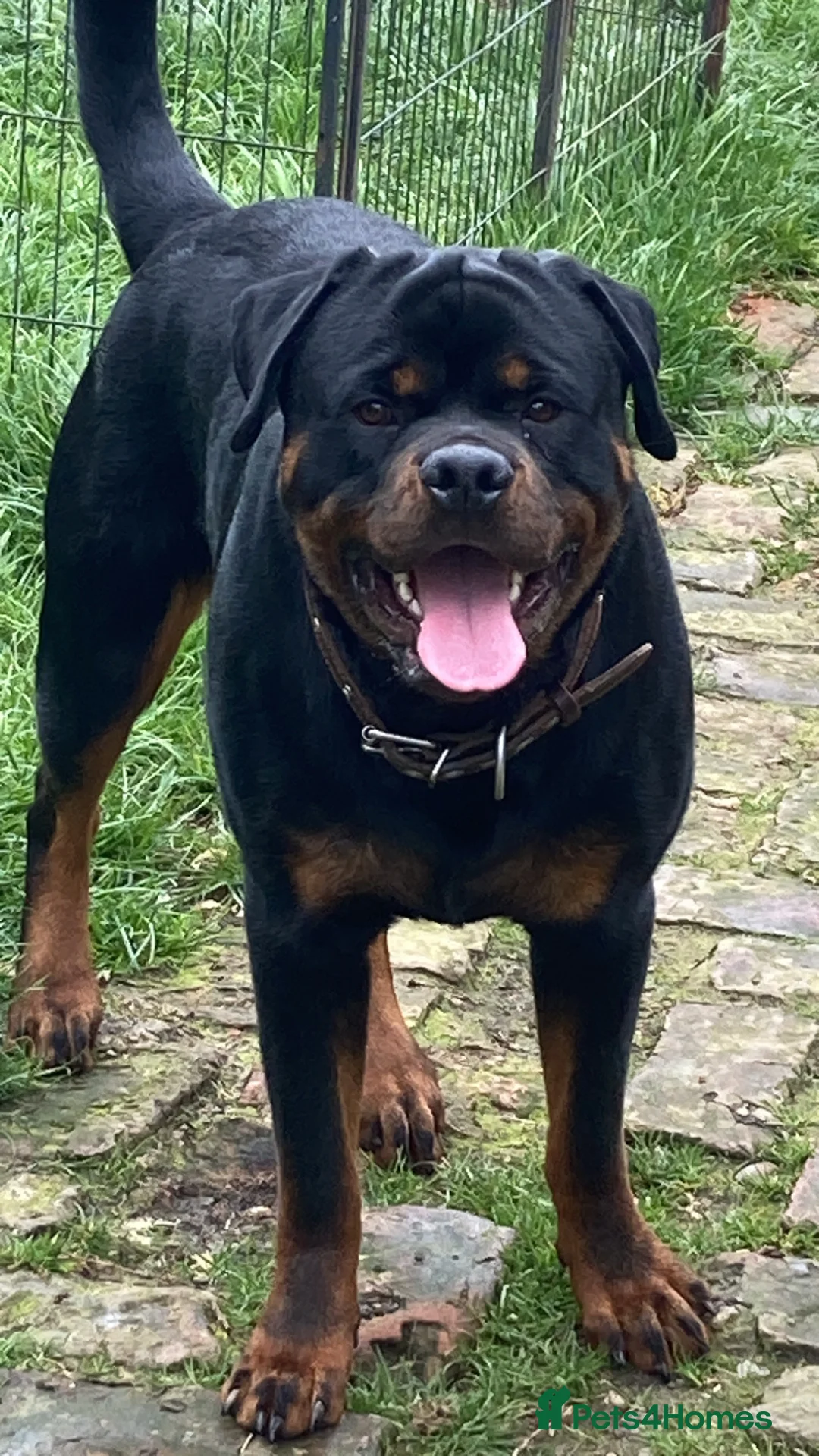 Rottweiler dogs for sale: Three gorgeous Rottweiler Girls - Advert 2