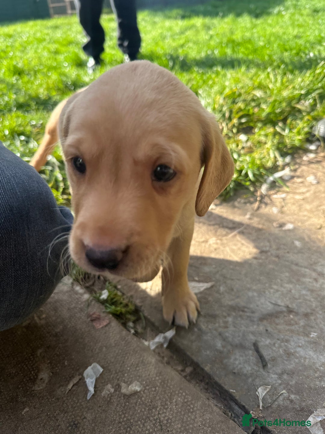 Labrador Retriever dogs for sale: Labrador Seeking New Home - Advert 4