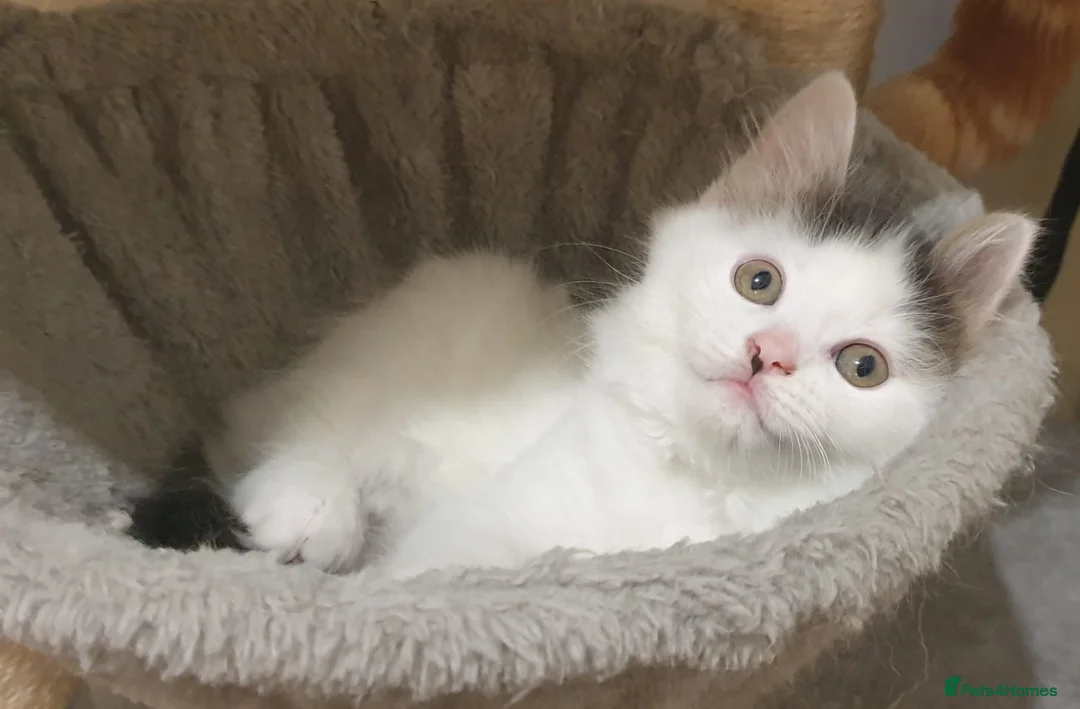 Mixed Breed cats for sale: Cute little boy  - Advert 15