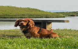 Cocker Spaniel dogs for stud: Working cocker for stud in Darlington - Image 11