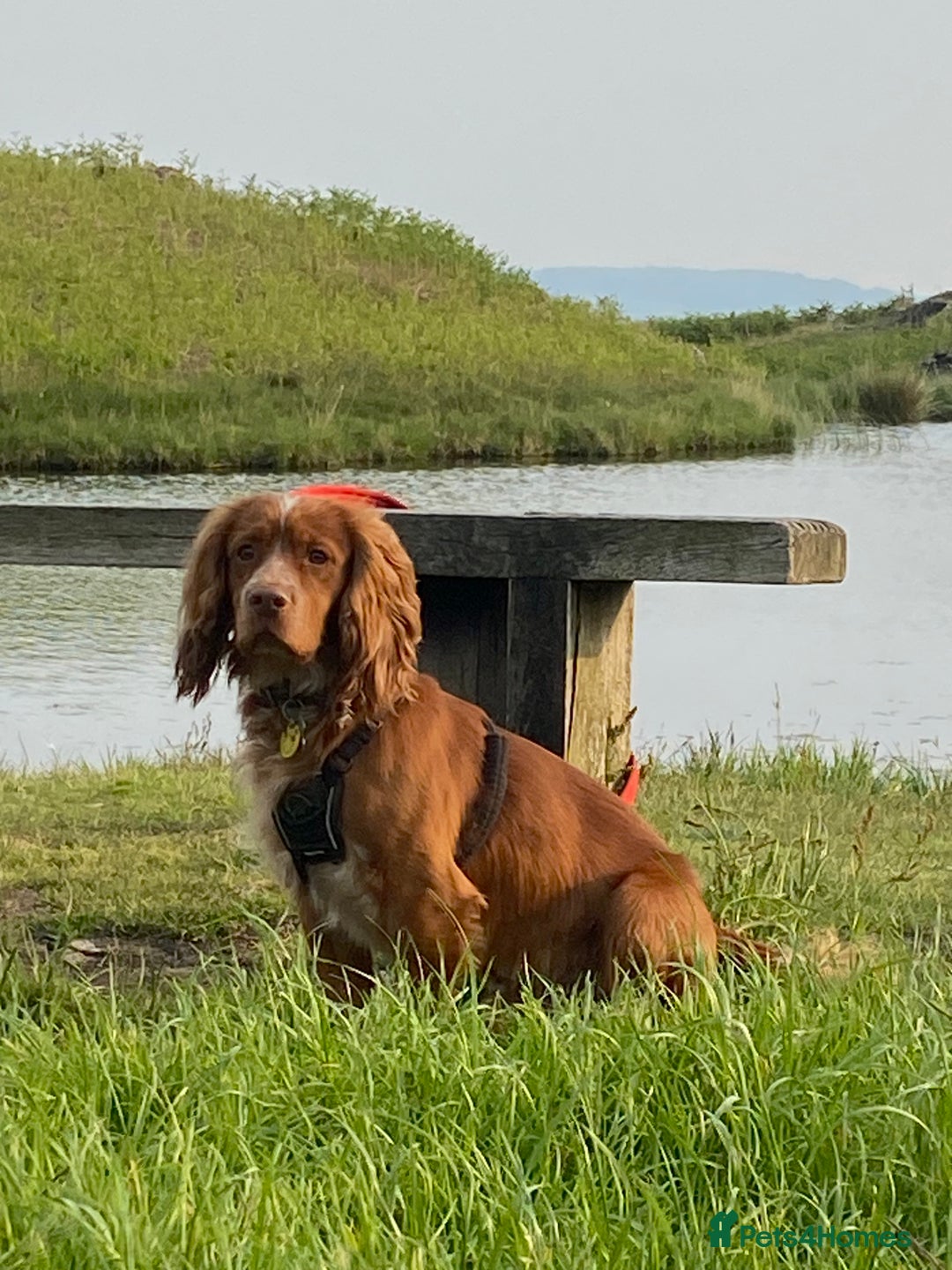 Cocker Spaniel dogs for stud: Working cocker for stud in Darlington - Image 11