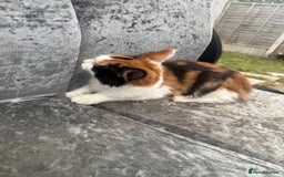 Maine Coon cats for sale: Mainecoon cross kitrens - Image 4