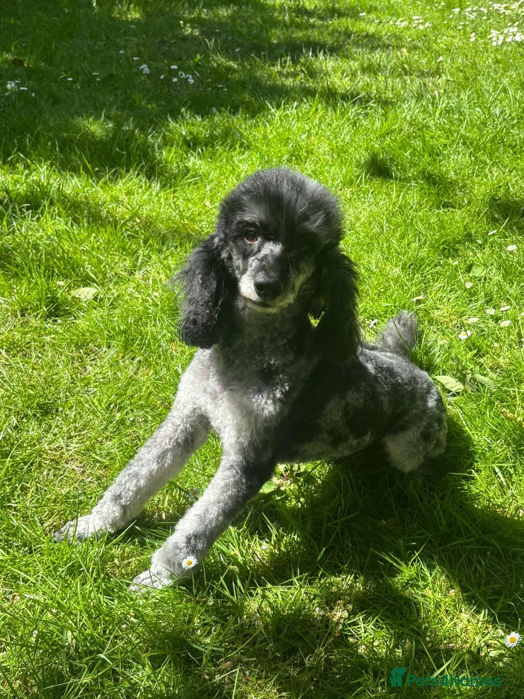Cockapoo dogs for sale: Stunning F1 Miniature Cockerpoo Puppies - Advert 37