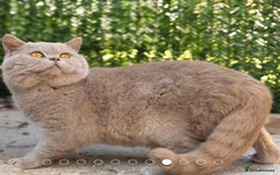 British Shorthair cats for sale: Bsh Cute Teddy Bears  - Advert 17