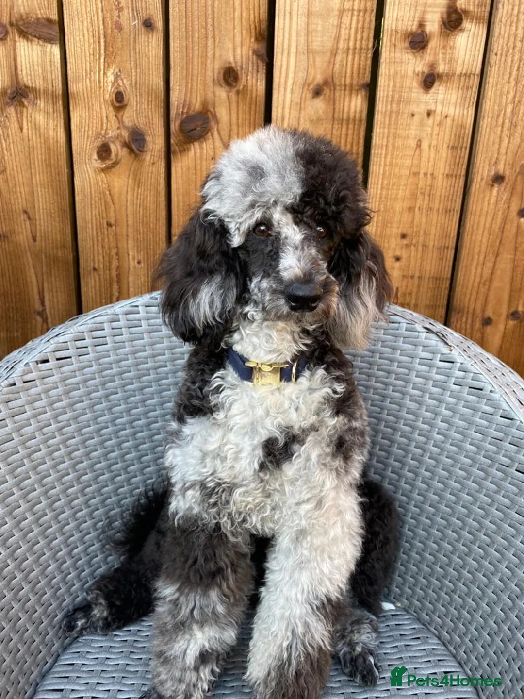 Miniature Poodle dogs for stud: Blue Merle Miniature Poodle (PROVEN) Health Tested in Sunderland - Advert 17