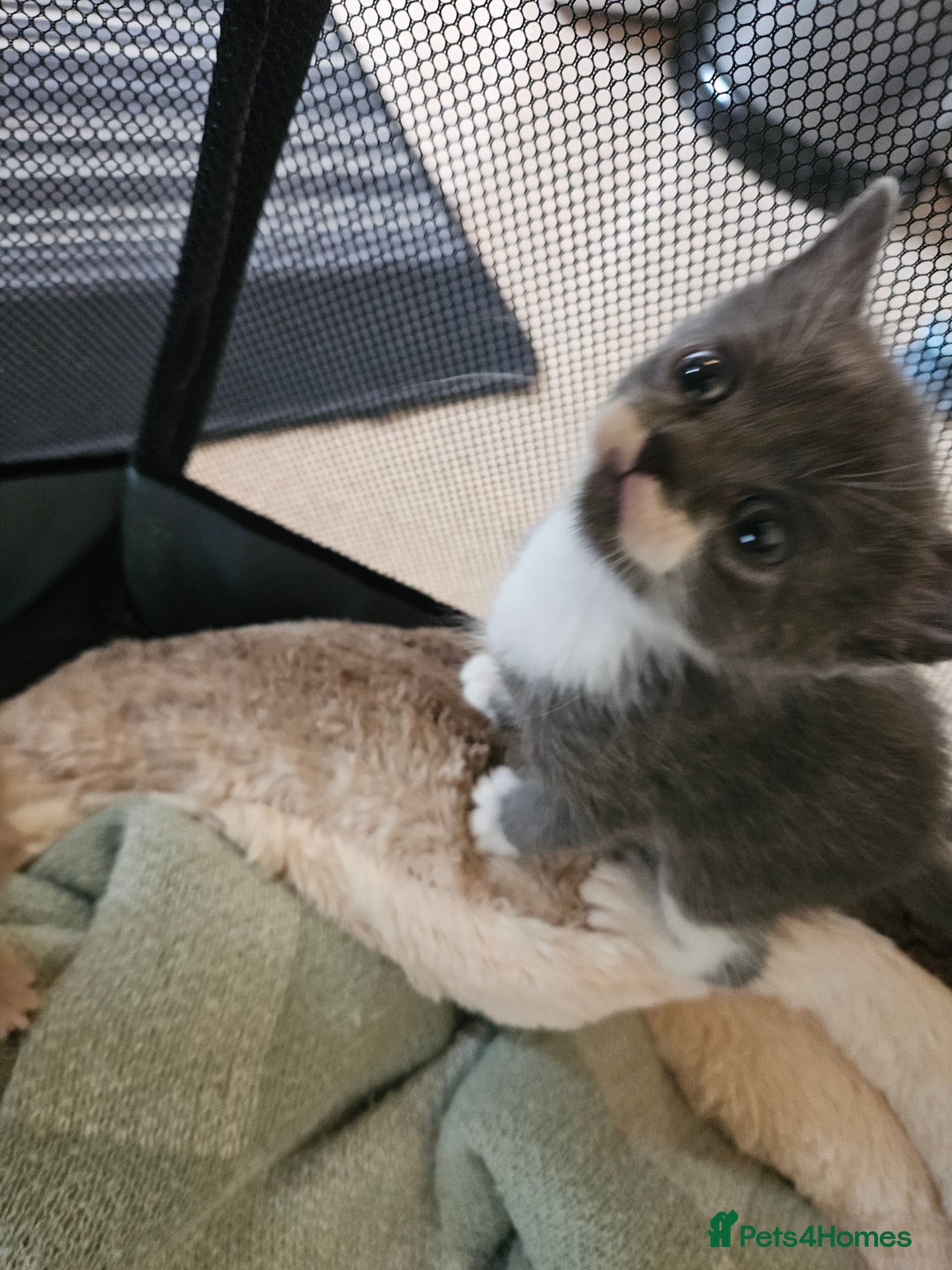 British Shorthair cats for sale: 4 Beutiful kittens  - Image 6