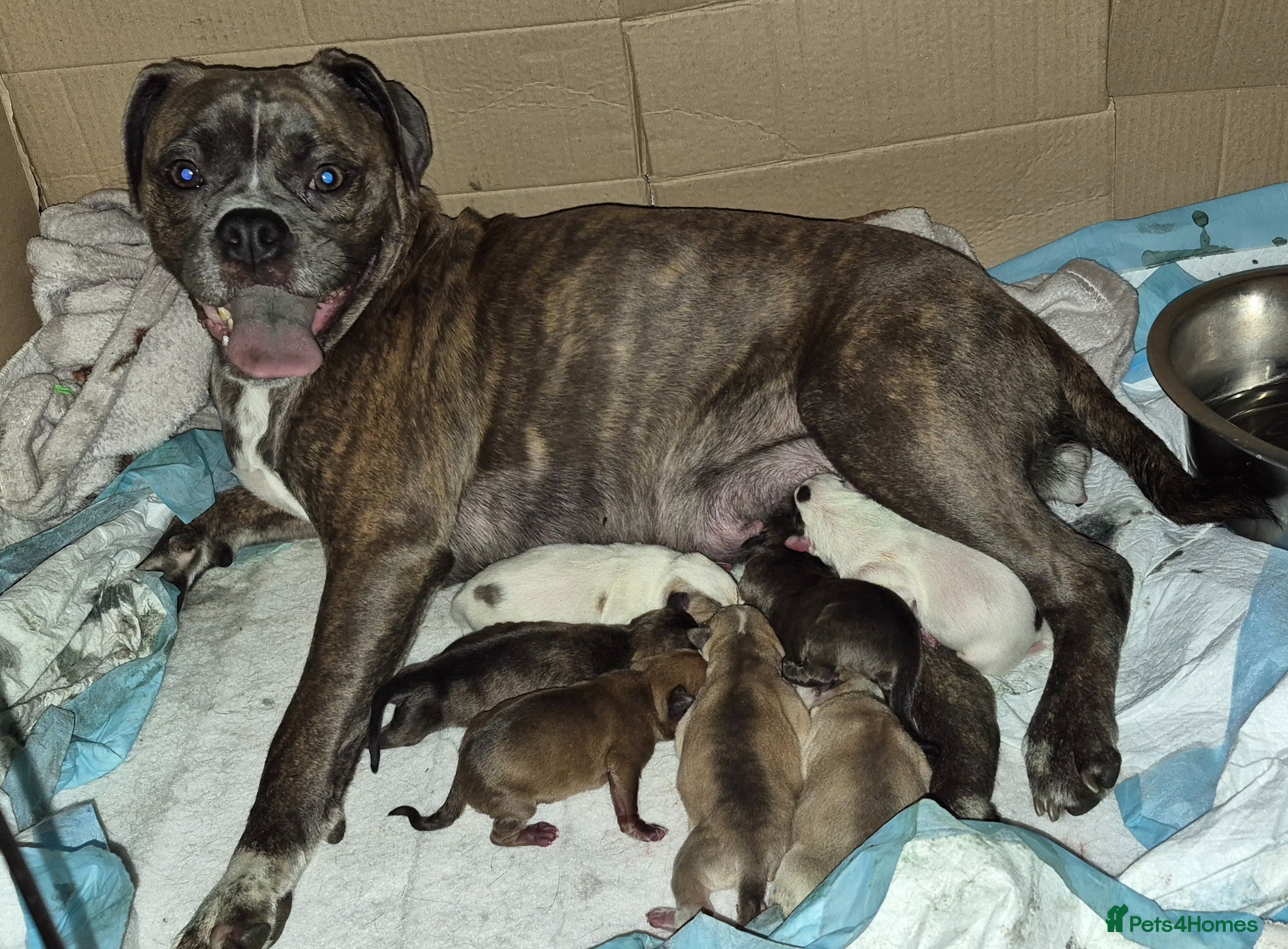 Mixed Breed dogs Pugsky peis - Advert 2