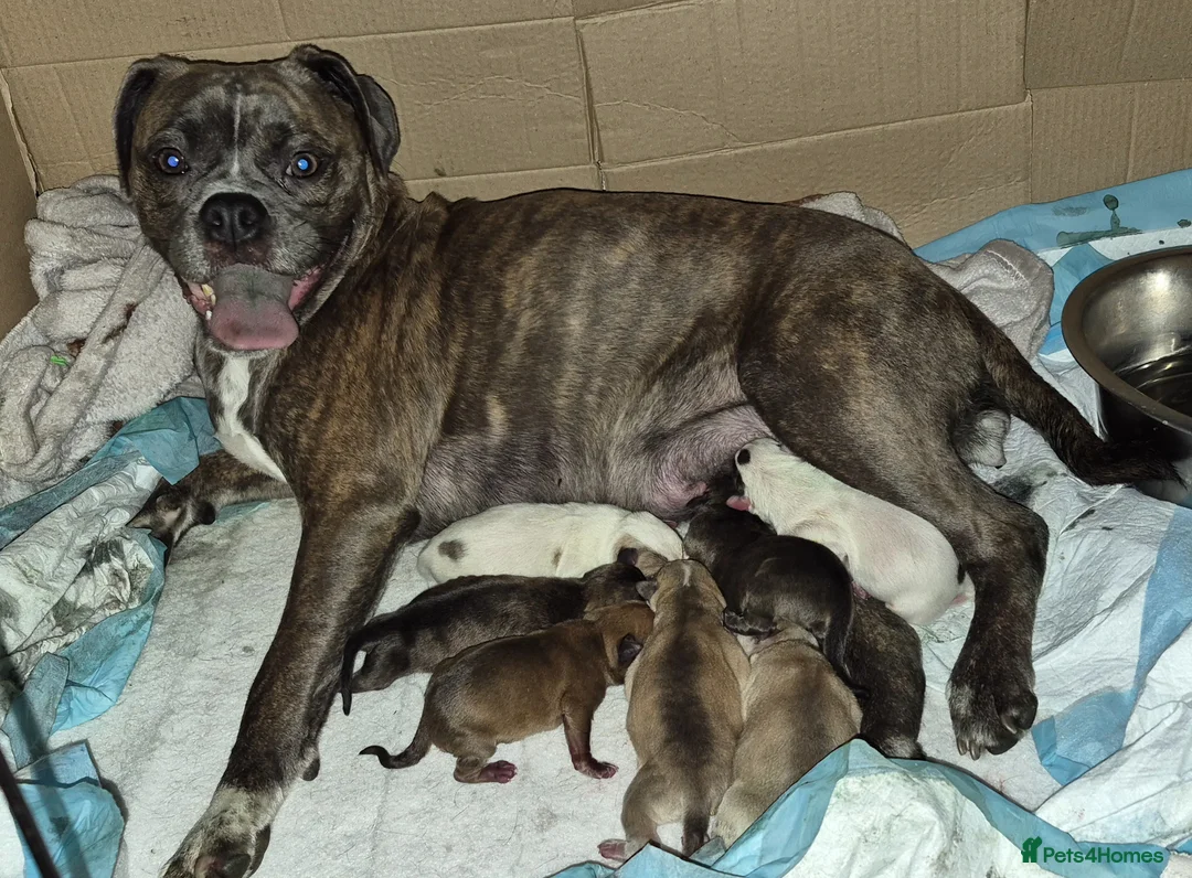 Mixed Breed dogs for sale: Pugsky peis in Hebburn - Advert 1