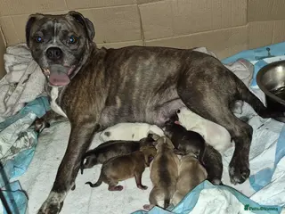 Mixed Breed dogs Pugsky peis - Advert 2