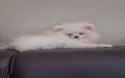 Pomeranian dogs for sale: Pomeranian white girl  - Image 6