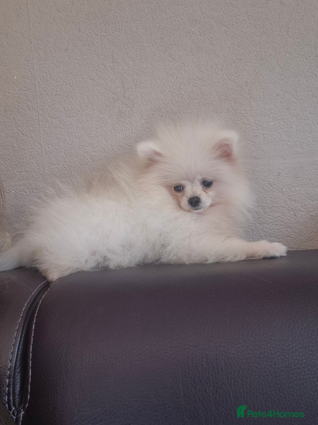 Pomeranian dogs for sale: Pomeranian white girl  - Image 6