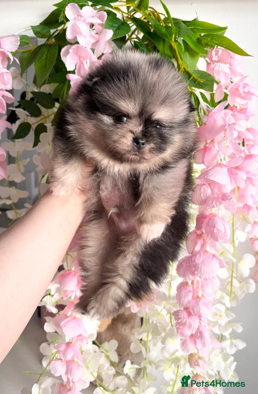 Pomeranian dogs for sale: 🐻 TINY TEDDY BEAR FLUFFY POMERANIAN PUPS 🐻 - Advert 1