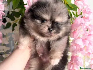 Pomeranian dogs 🐻 TINY TEDDY BEAR FLUFFY POMERANIAN PUPS 🐻 - Advert 1