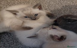 Ragdoll cats for sale: Blue seal point Ragdoll kittens  - Advert 7