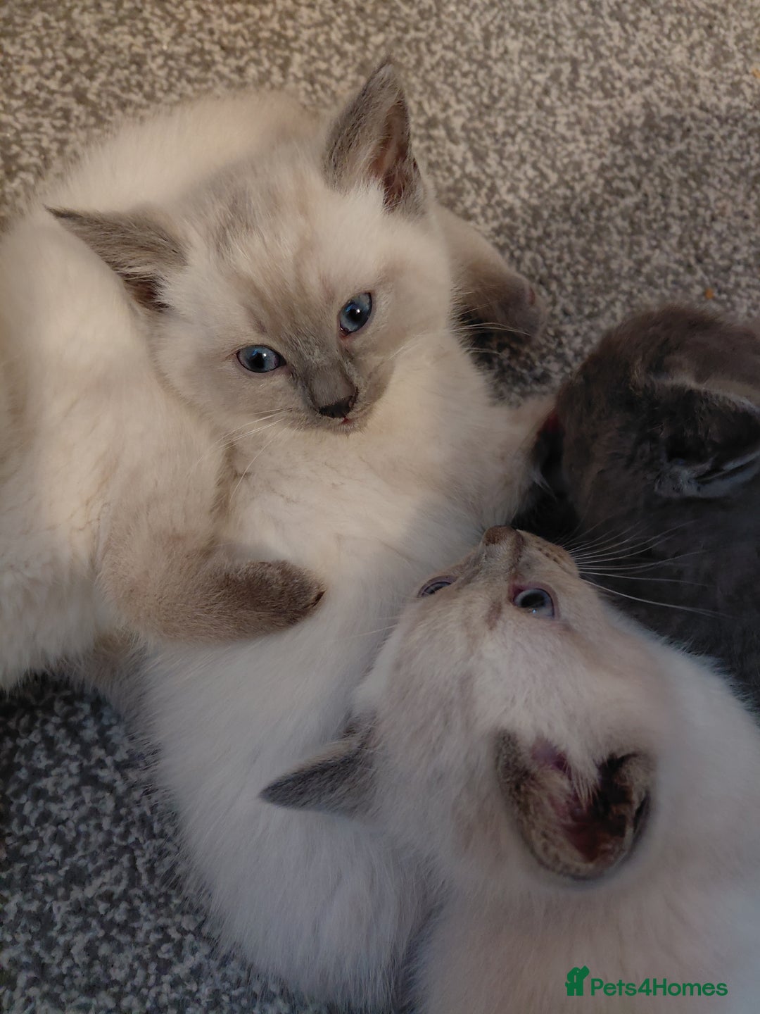 Ragdoll cats for sale: Blue seal point Ragdoll kittens  - Advert 7