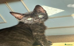 Bengal cats for sale: 5 kittens for sale  - Image 2