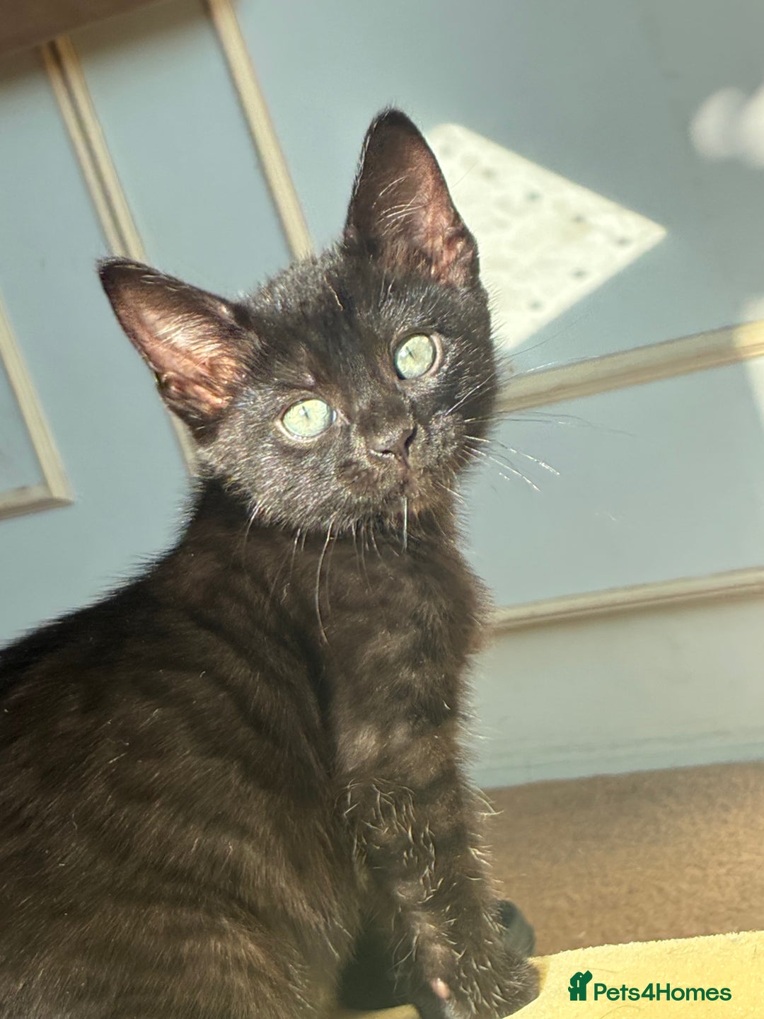 Bengal cats for sale: 5 kittens for sale  - Image 2