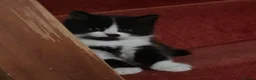 Mixed Breed cats for sale: Domestic kittens that are looking for home ❤️ in Peterborough - Advert 6