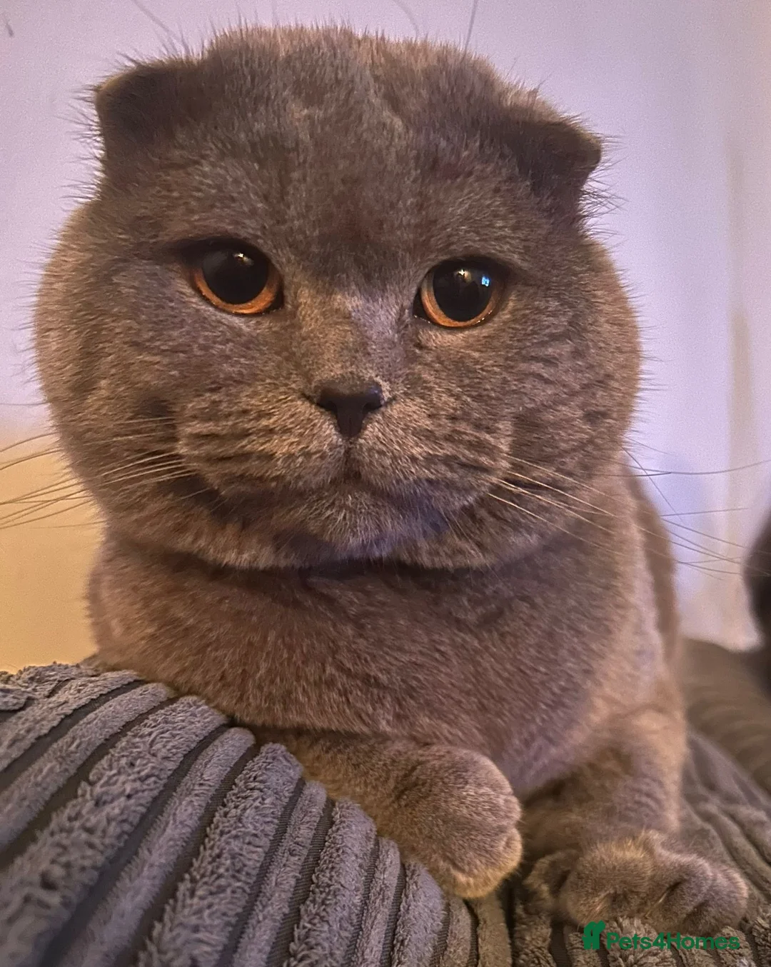 Scottish Fold cats for stud: FOLD AVAILABLE FOR STUD MANCHESTER THIS WEEK  - Advert 1