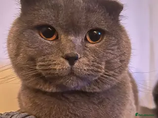 Scottish Fold cats FOLD AVAILABLE FOR STUD MANCHESTER THIS WEEK - Advert 1