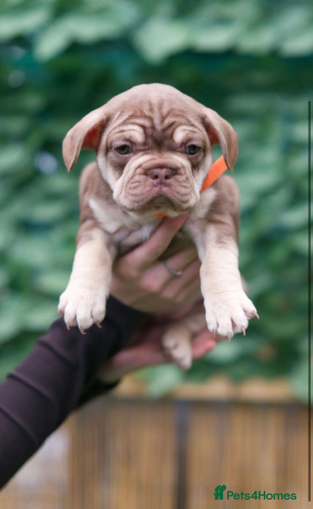 French Bulldog dogs for sale: French Bulldog puppies  - Advert 8