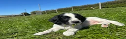 English Springer Spaniel dogs for sale: Gorgeous KC Springer Spaniels with excellent lines - Advert 7