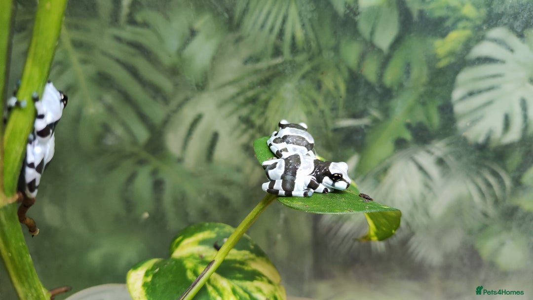 Frog reptiles for sale: Amazon milk frogs  - Image 4