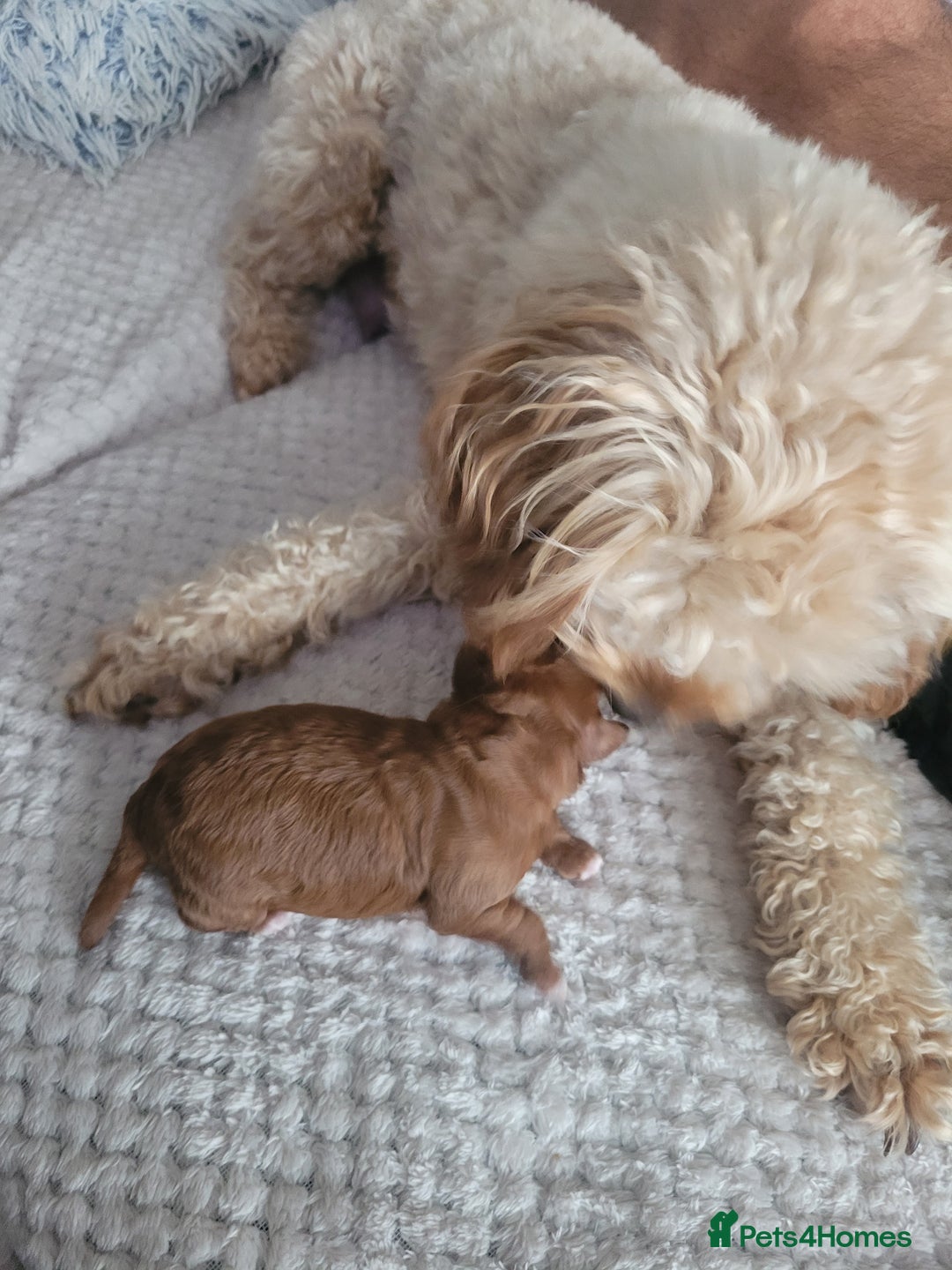 Cavapoo dogs for sale: Adorable mini Cavapoo puppies F1bb - Advert 25