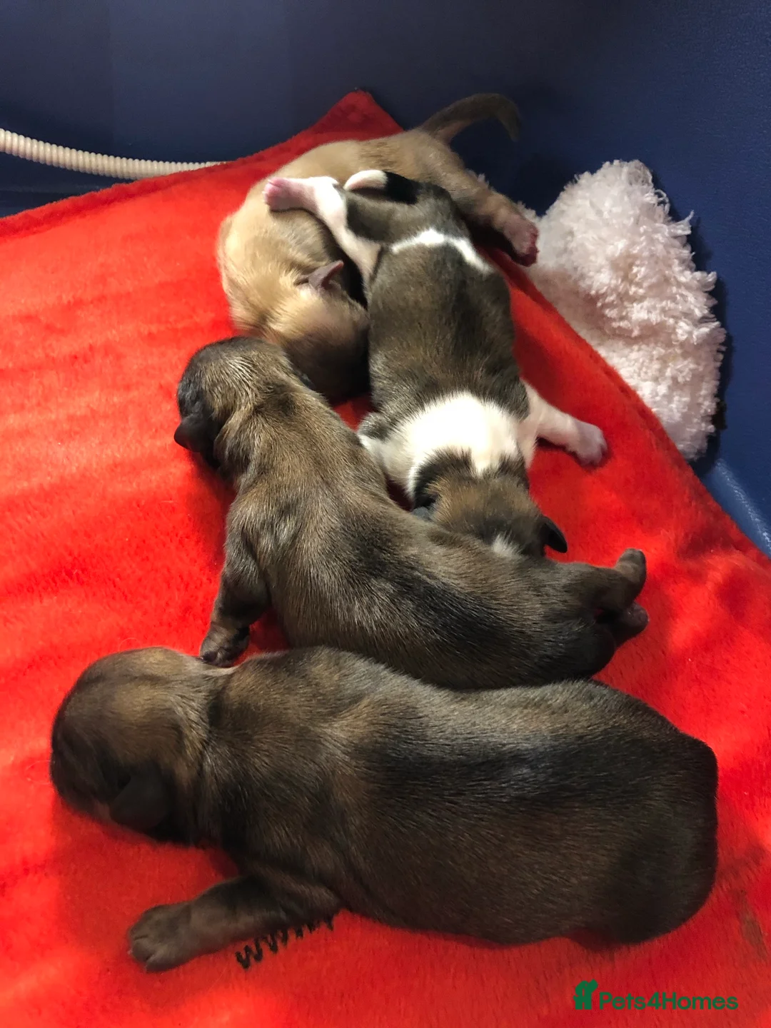 Shih Tzu dogs for stud: Shih tzu stud not for sale  in Glasgow - Advert 7