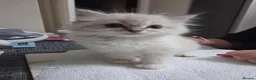 Ragdoll cats for sale: Beautiful GCCF registered Ragdoll kittens  - Advert 7