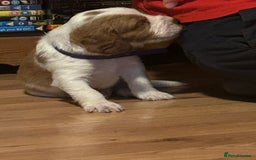 Welsh Springer Spaniel dogs for sale: Kc reg Welsh springer spaniel male puppies - Image 4