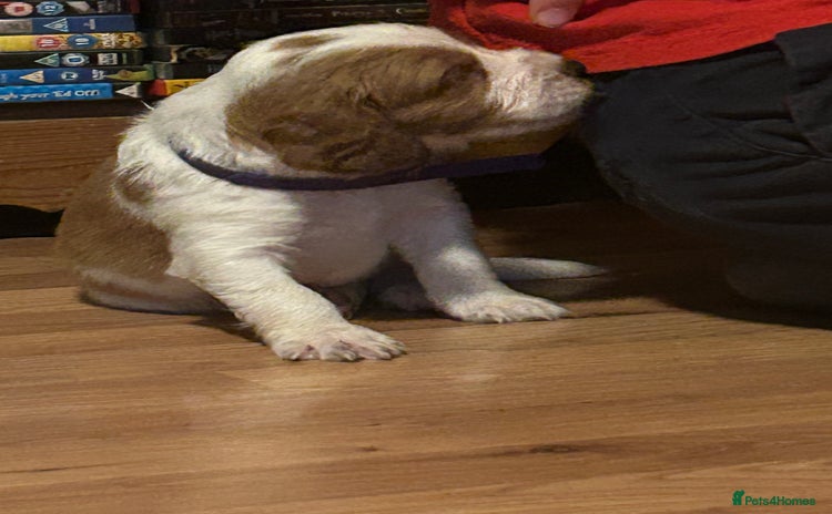 Welsh Springer Spaniel dogs - Advert 1