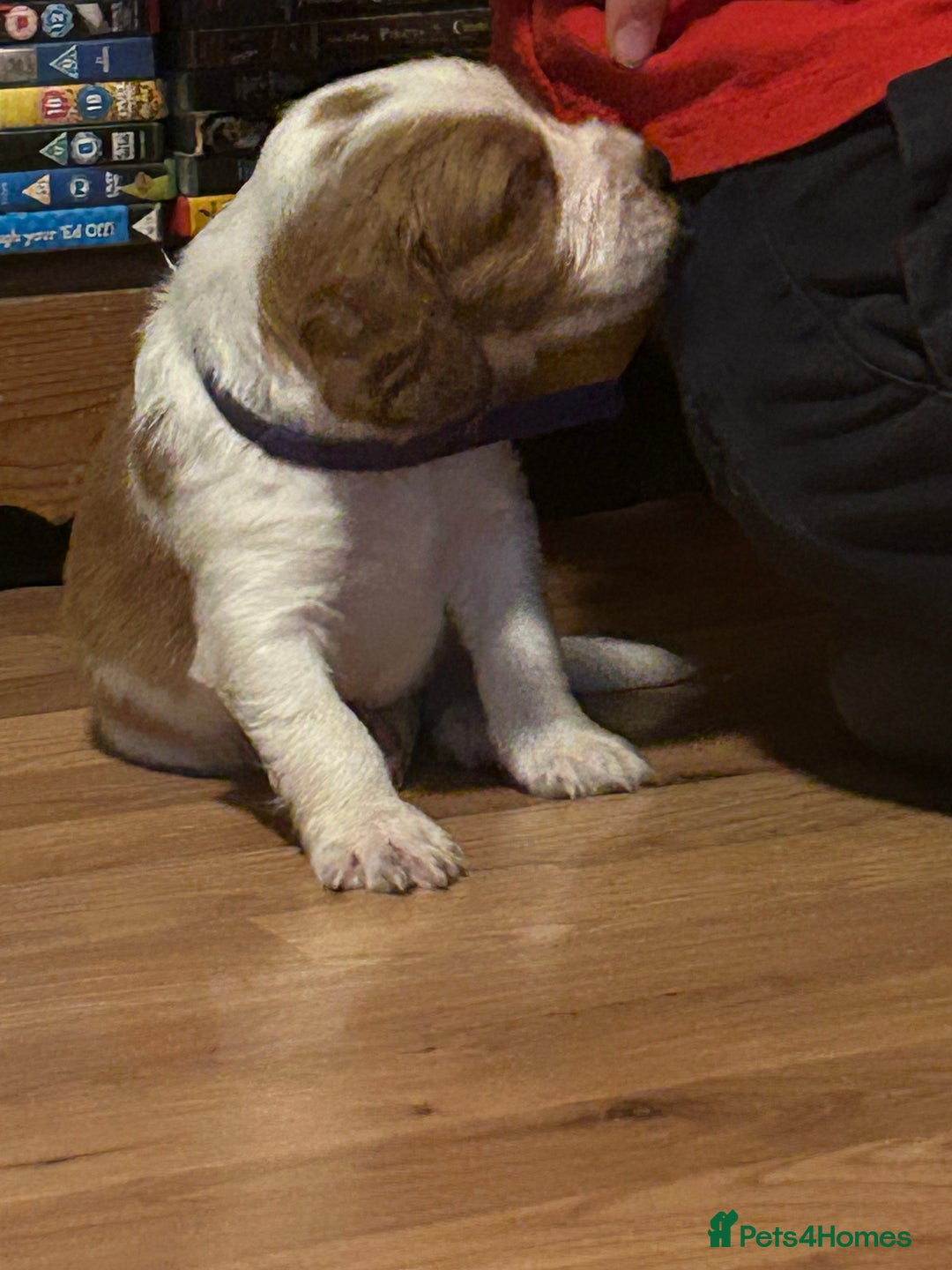 Welsh Springer Spaniel dogs for sale: Kc reg Welsh springer spaniel male puppies - Image 4